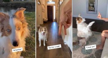 Questo cane commuove il web: è sordo e comunica così | Video