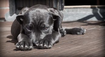Chi chiamare se il tuo cane sta male improvvisamente