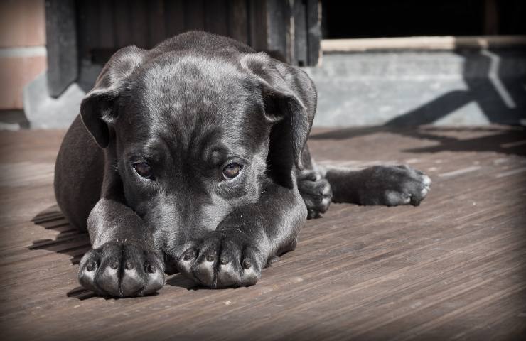 a chi rivolgersi se il cane sta male