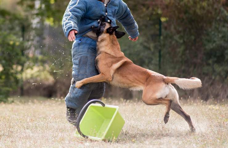 perché i cani randagi attaccano l'uomo