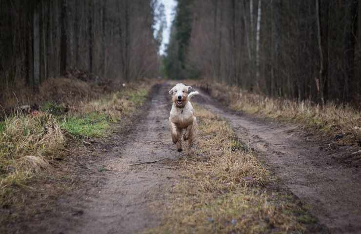 multa padrone cane senza guinzaglio