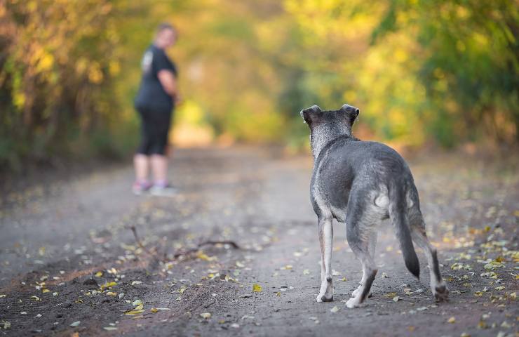 cosa non fare davanti a un cane randagio