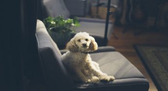 Cane in casa, un trucco per avere casa sempre profumata