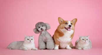 Pronto soccorso veterinario: non è gratuito, quanto si paga