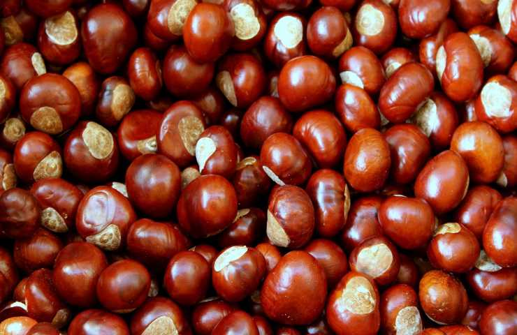 fungo delle castagne: verità o fake?