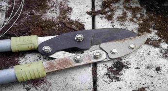 Le piante che andavano potate a settembre (sei ancora in tempo)