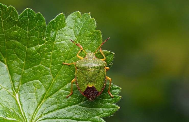 rimedi naturali contro cimici