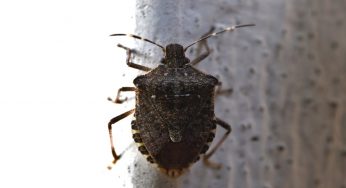 Cimici invadono casa tua? Il rimedio infallibile. Devi fare cosi