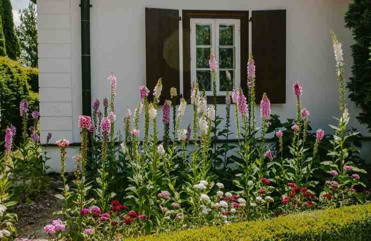 Dei fiori in giardino