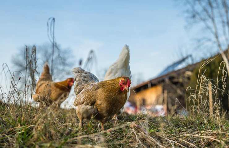 Delle galline intente a mangiare nell'erba