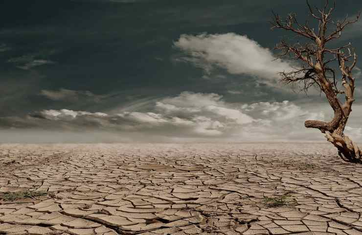 effetti del caldo sulle locuste