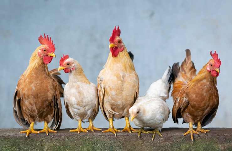 Galli e galline gli uni accanto alle altre