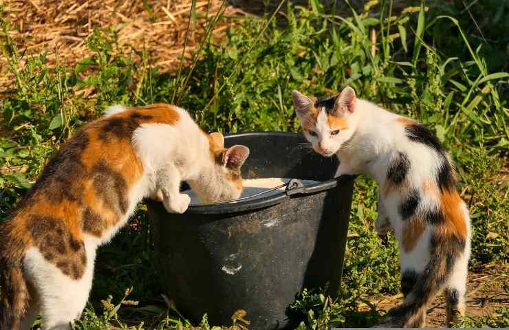 perché il gatto ha la diarrea se beve il latte