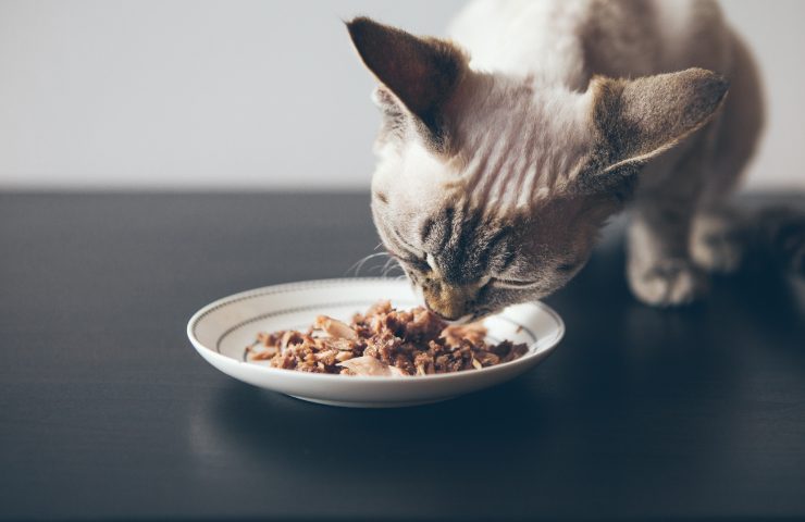 pericoli se il gatto chiede sempre cibo