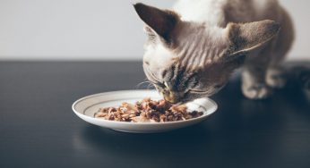 Cosa significa se il tuo gatto ha continuamente fame