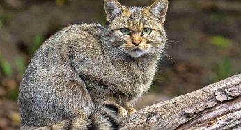 Gatto selvatico, un raro esemplare avvistato sull’Appennino | Video