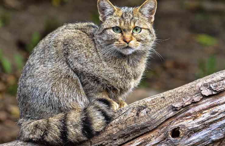 gatto selvatico avvistamento