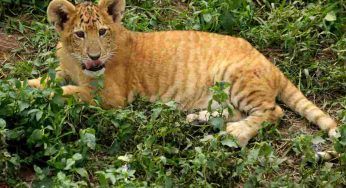 Hai mai visto una ligre, incrocio tra leone e tigre?