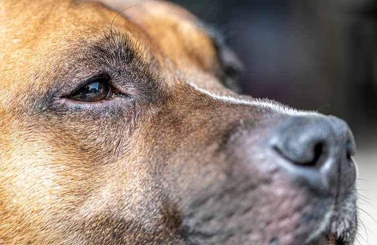 Il naso di un Labrador in dettaglio