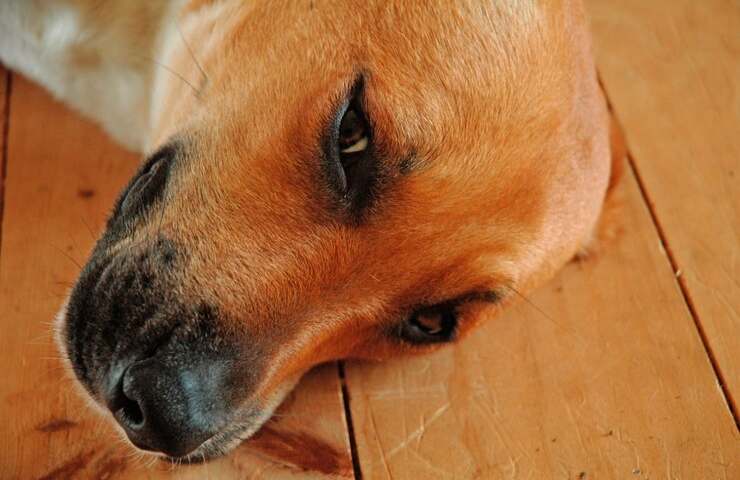 Il primo piano di un cane disteso