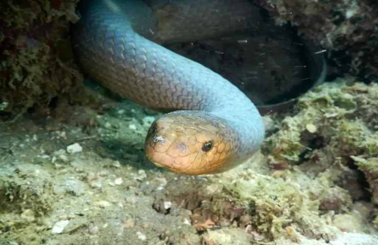 Il serpente bruno marino