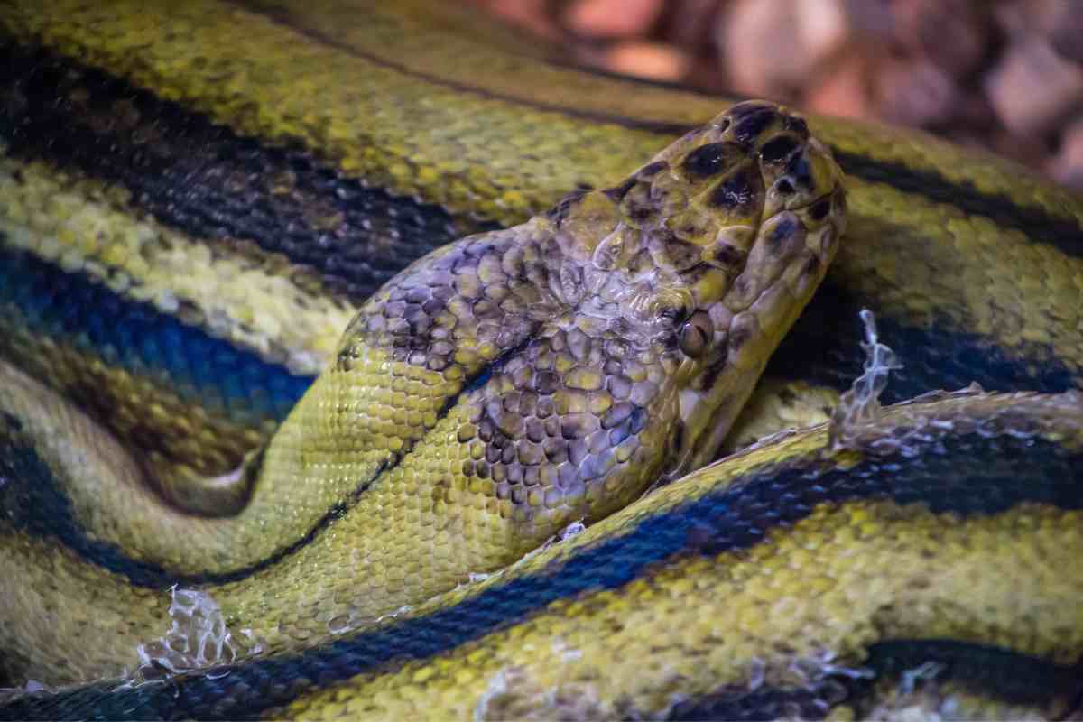 Il valore simbolico della muta del serpente