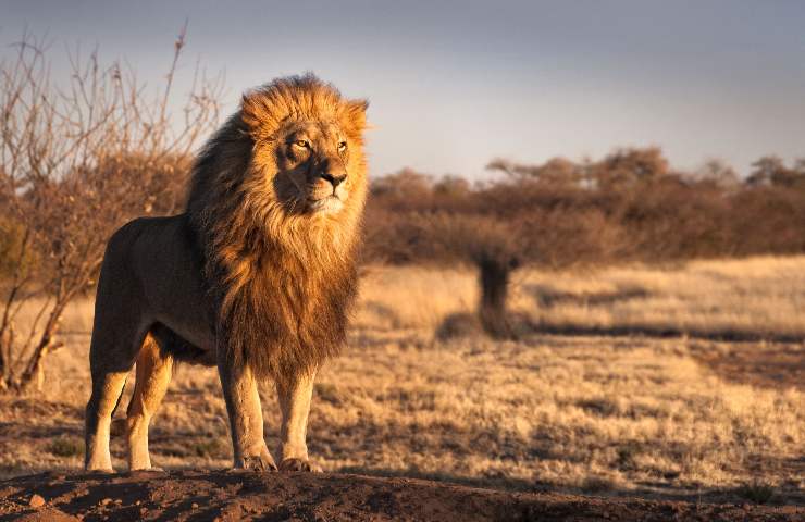 video zoosafari fasano leone