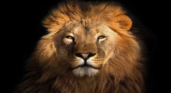 Paura allo Zoosafari di Fasano: cosa è successo con un leone