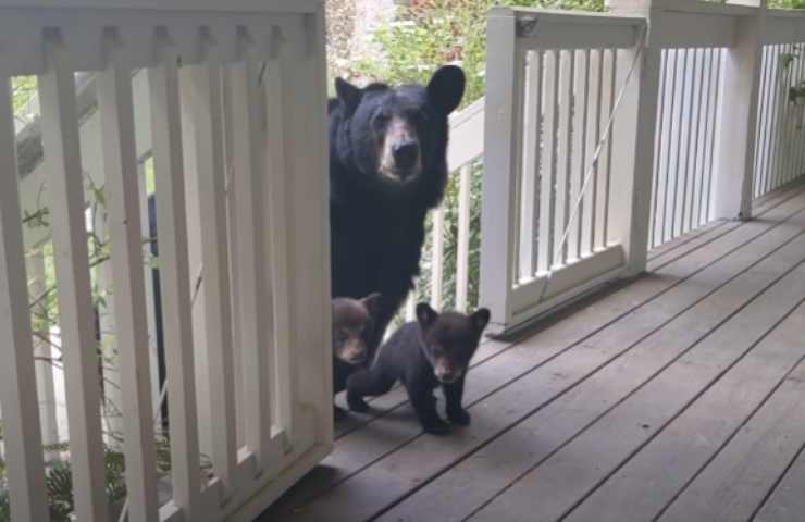 Mamma orso con i due suoi piccoli