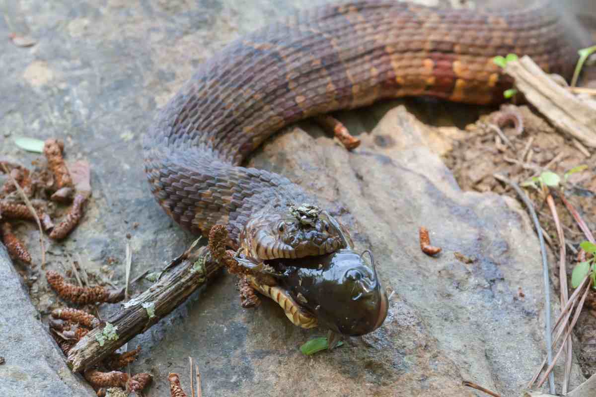 Non immagini quanto dura la muta del serpente