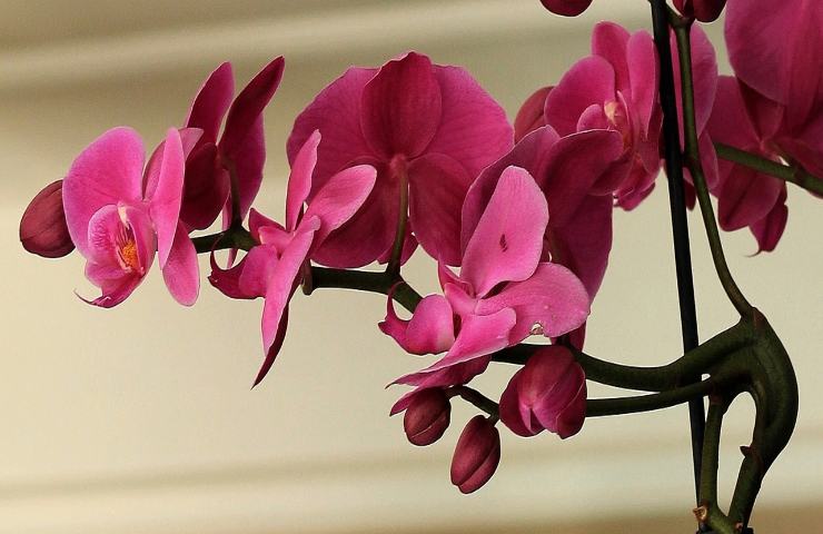 curare orchidea con le foglie gialle