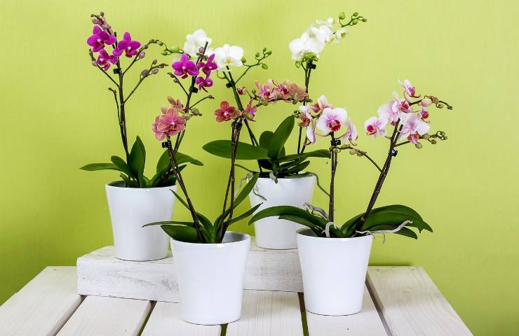 consigli fioritura orchidea