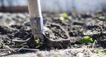 Cosa piantare nel tuo orto questo mese di ottobre
