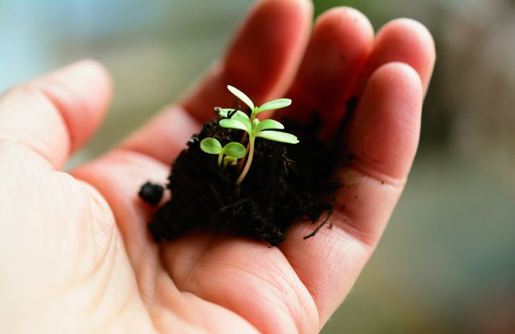 coltivazione pianta senza terra