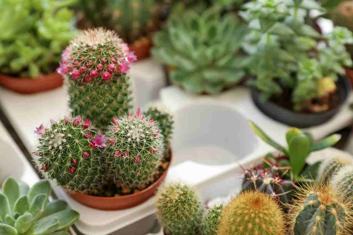 Piante grasse sul balcone d'inverno