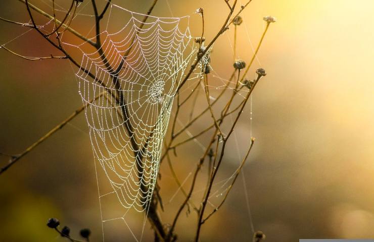 eliminare ragnatela prodotti naturali