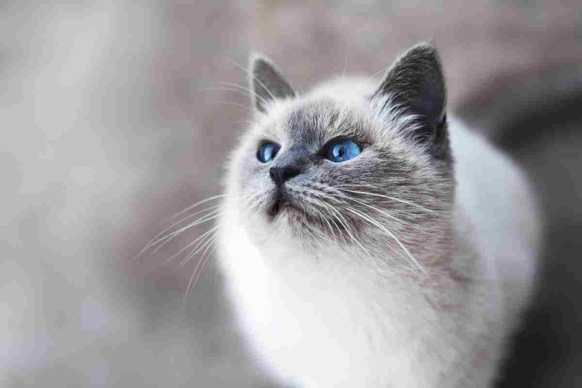 gatto occhi azzurri