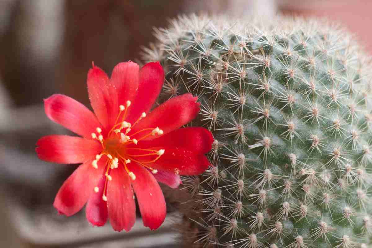 Rebutia Minuscula