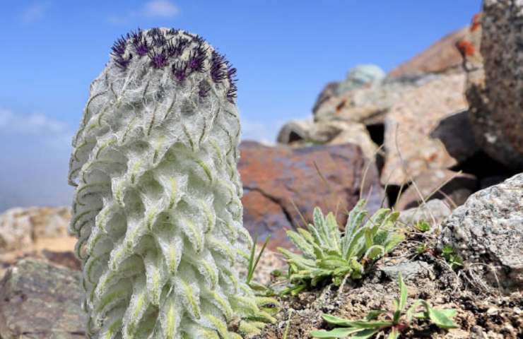 Saussurea khunjerabensis nuova pianta scoperta