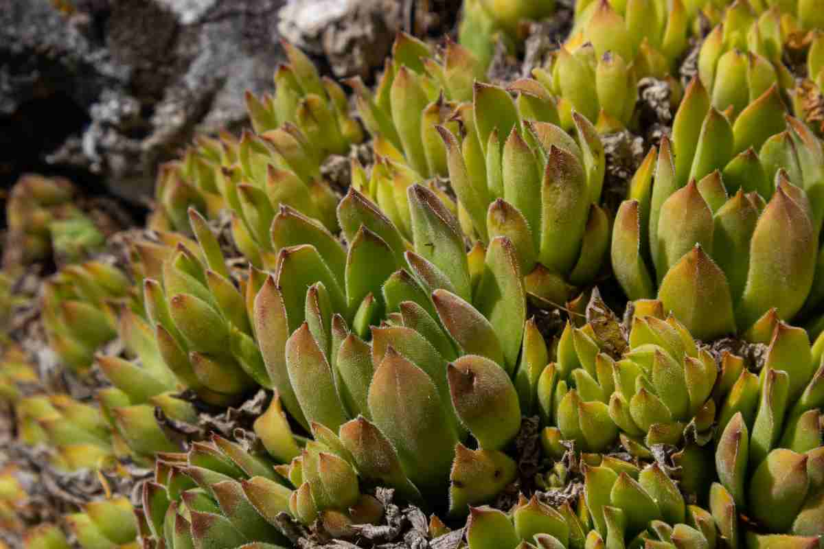 Sempervivum Tectorum