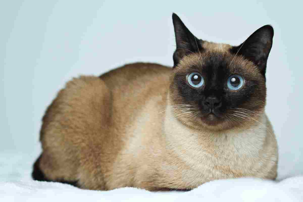 Siamese