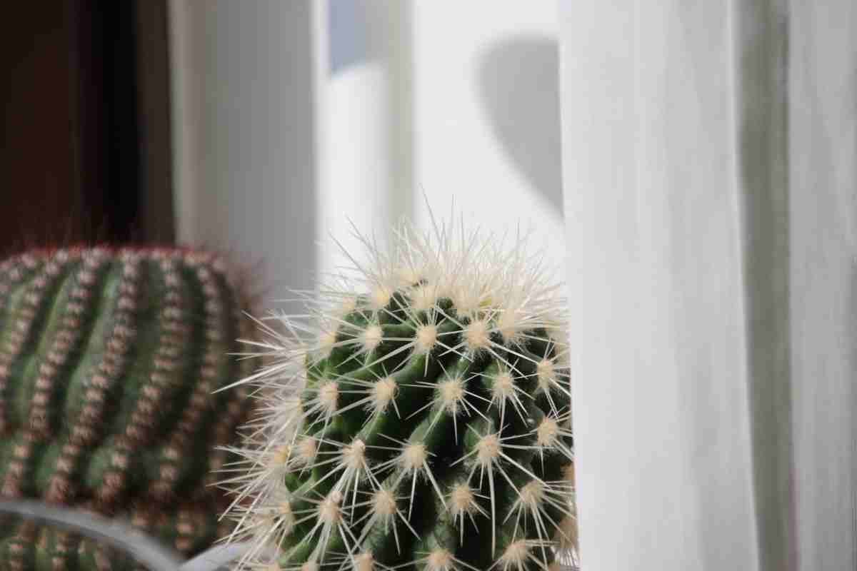 Trichocereus Pasacana