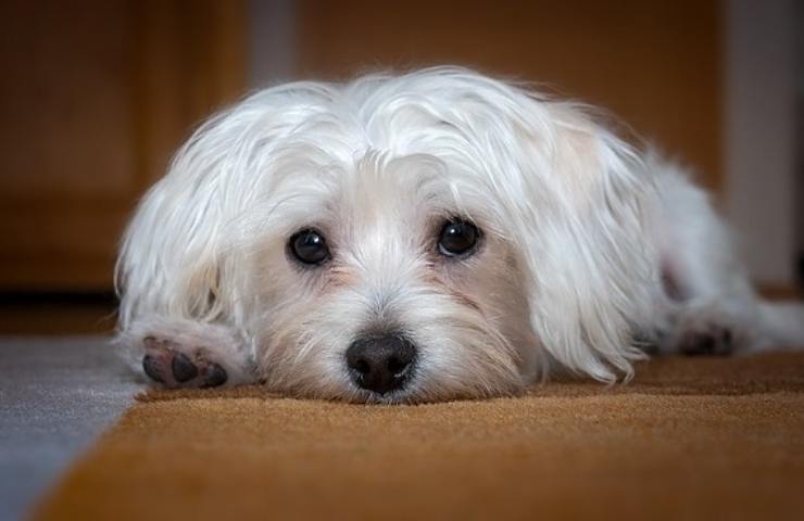 Un Maltese dallo guardo tenerissimo
