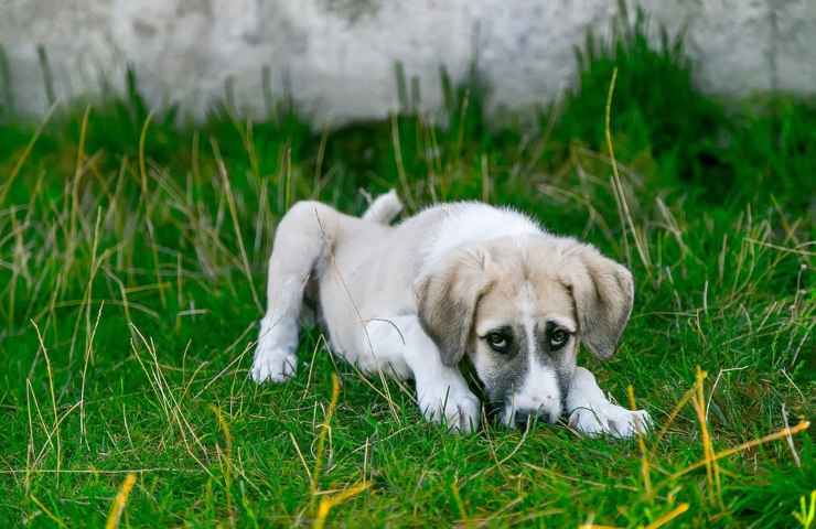 Un bel cucciolone dall'aspetto triste