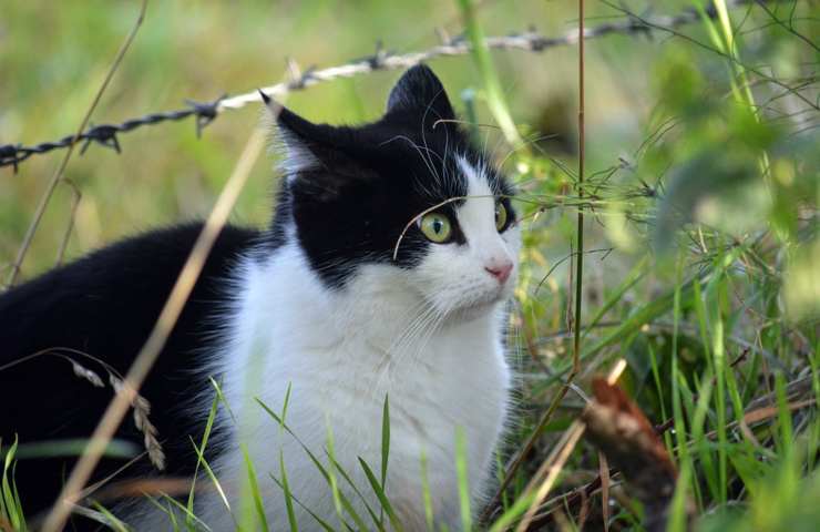 Un bel gatto dal pelo bianco e nero sull'attenti