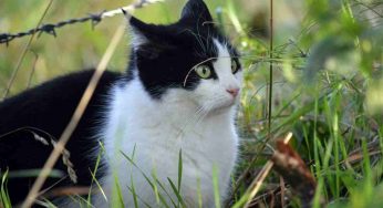 Questo gesto in buona fede può essere un trauma per il gatto