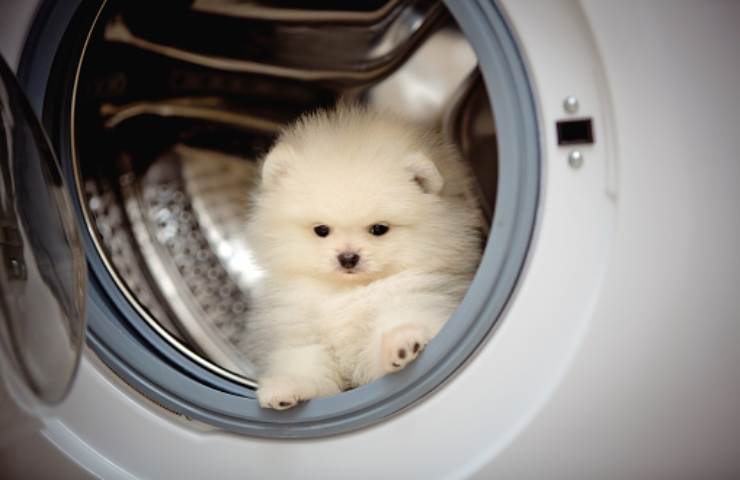Un cagnolino che fa capolino dal cestello di una lavatrice