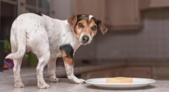 Cosa devi sapere quando dai il formaggio al tuo cane