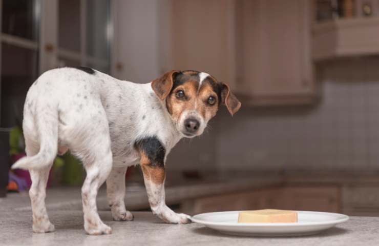 Un cane con davanti del formaggio in un piattino