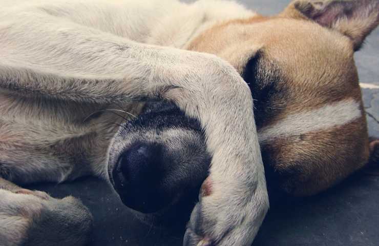 Un cane dall'aspetto malandato